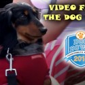 2014 Frankenmuth Dog Bowl Highlights