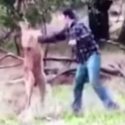 Watch This Dude Punch A Kangaroo Right In Its Kangaroo Face