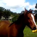 Watch This Horse Play With a Squeaky Toy Chicken